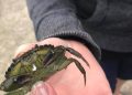 crabbing