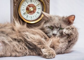 ageing cat